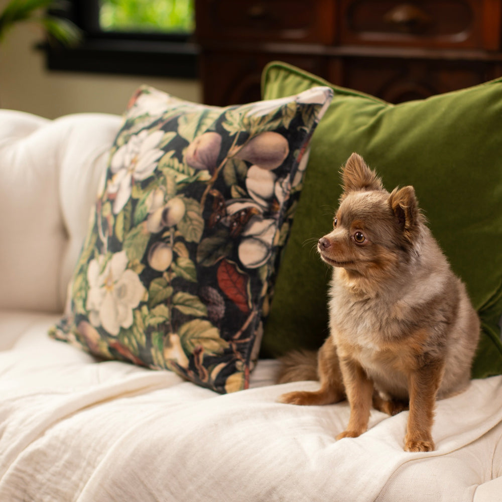 
                  
                    A soft cotton velvet cushion ft. vintage lithographs of magnolias & 1800's etchings of moths and pears - Market of Stars
                  
                
